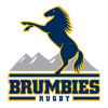 Brumbies Brumbies